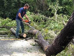 Trusted Manassas Park, VA Tree Care Experts