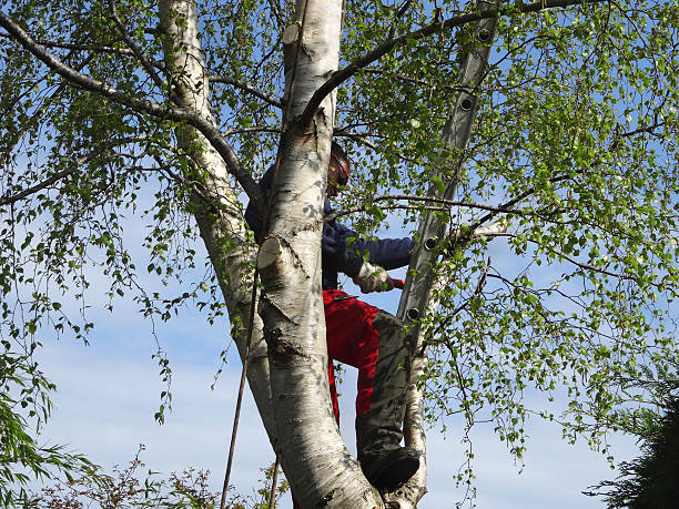 Tree and Shrub Care in Manassas Park, VA